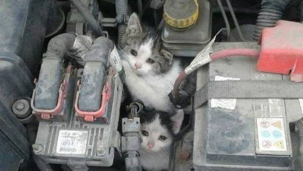 Pide 'Bronco' revisar que gatos no se escondan en motores antes de encender autos. Noticias en tiempo real