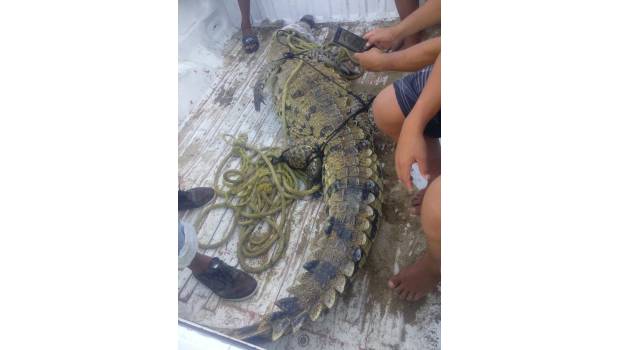 Capturan cocodrilo de 2 metros en playa de Acapulco. Noticias en tiempo real