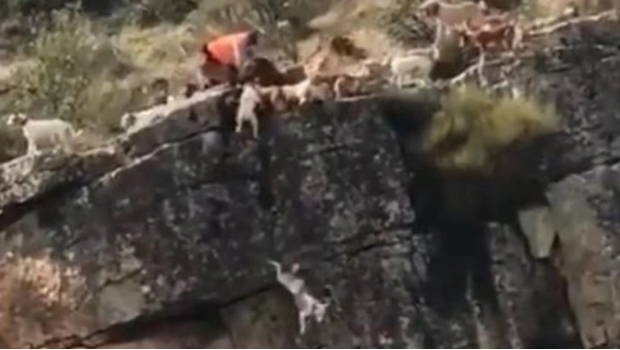 VIDEO: Perros caen por un barranco al acorralar a venado; cazador no hizo nada para salvarlos. Noticias en tiempo real