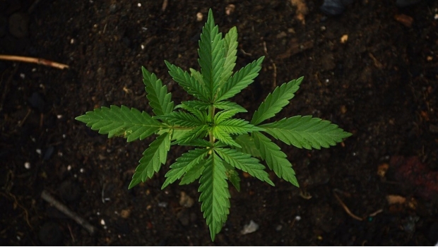 Legalizan pomada 'Mariguanol'; se venderá en farmacias con mariguana real. Noticias en tiempo real