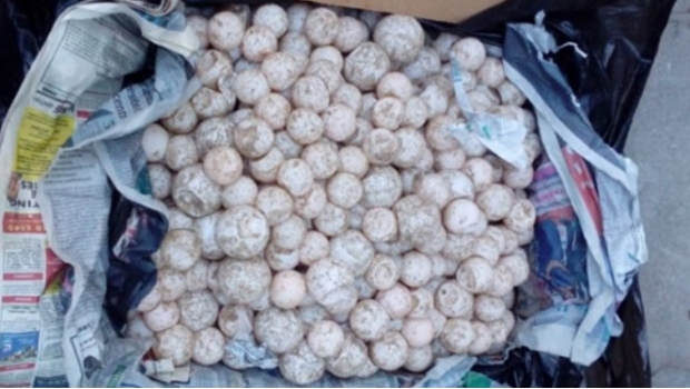 Decomisa Profepa 7 mil 500 huevos de tortuga en Guerrero. Noticias en tiempo real