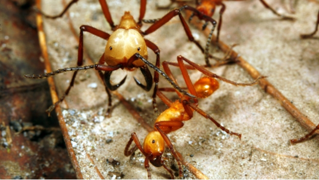 Una hormiga que bebe sangre, el animal más veloz sobre la tierra. Noticias en tiempo real