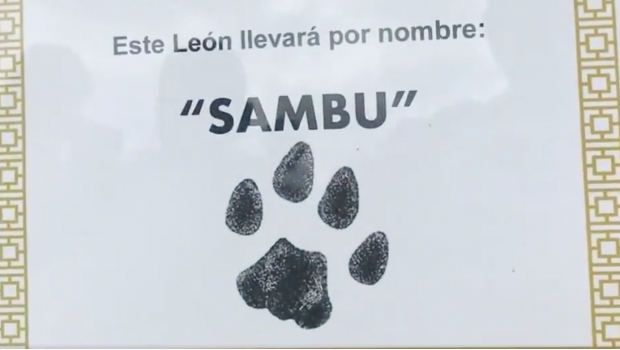 León presenta de manera oficial a ‘Sambu’. Noticias en tiempo real