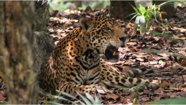 Piden protección del jaguar en proyecto de Tren Maya. Noticias en tiempo real