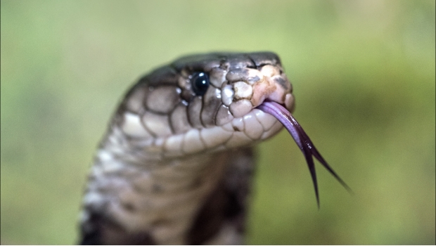 VIDEO: El escalofriante momento en que una cobra muerde a su encantador. Noticias en tiempo real