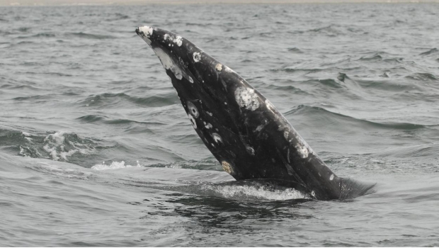 Inicia temporada de avistamiento de ballenas cerca de Los Cabos. Noticias en tiempo real