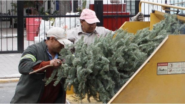 Reciclaje de árboles navideños iniciará el 6 de enero. Noticias en tiempo real
