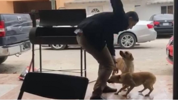 Indigna ataque con navaja a perro en Piedras Negras. Noticias en tiempo real