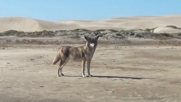 Graban jauría de coyotes en dunas de isla Magdalena (VIDEO). Noticias en tiempo real