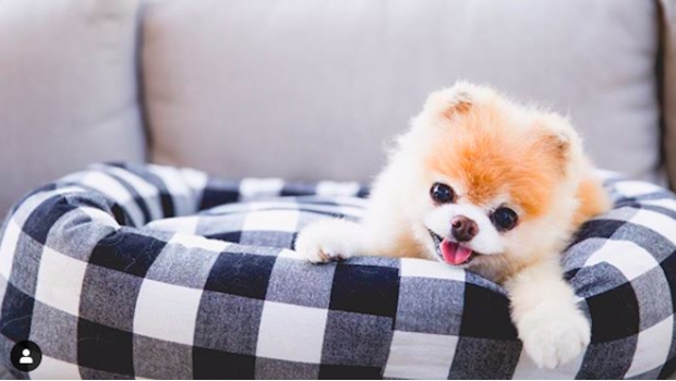 Muere 'Boo', el perrito más tierno de las redes sociales. Noticias en tiempo real