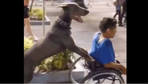 VIDEO: Héroe de 4 patas conduce silla de ruedas de su amo con discapacidad. Noticias en tiempo real