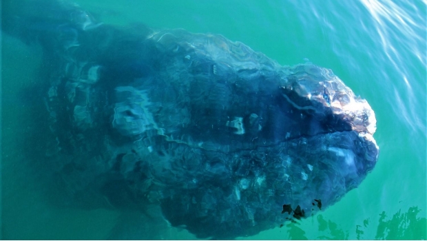 Presumen a puerto López Mateos como santuario de la ballena gris. Noticias en tiempo real