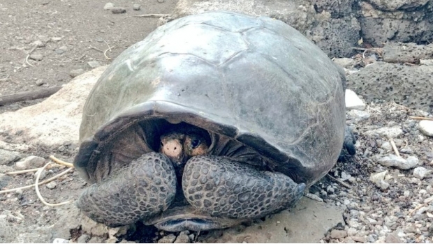 Encuentran ejemplar de tortuga gigante considerada extinta desde hace un siglo. Noticias en tiempo real