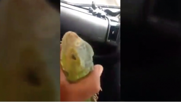 VIDEO: paramédico juega con iguana y molesta a conductora de ambulancia. Noticias en tiempo real