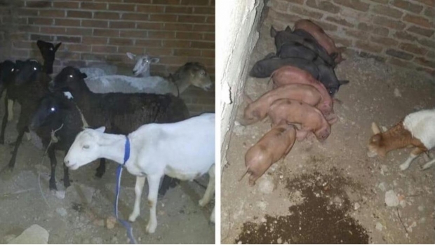 Secuestran a hombre con todo y sus cerdos y chivos en Michoacán. Noticias en tiempo real