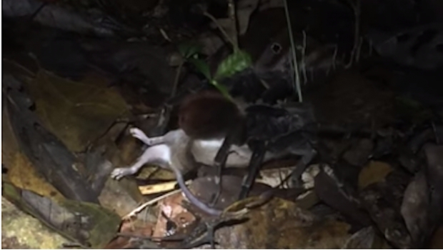 Tarántula gigante devora a una zarigüeya en cuestión de segundos (VIDEO). Noticias en tiempo real