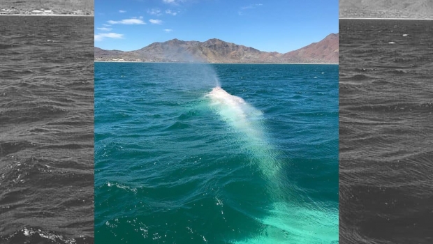 Graban otra vez a ballena albina en BCS. Noticias en tiempo real