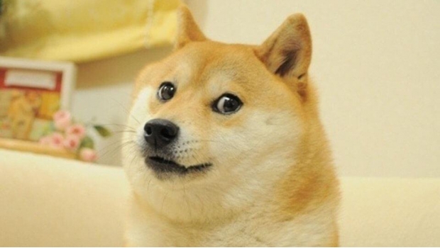 ¿Recuerdas a Doge, el perro del meme? Así luce con 13 años. Noticias en tiempo real