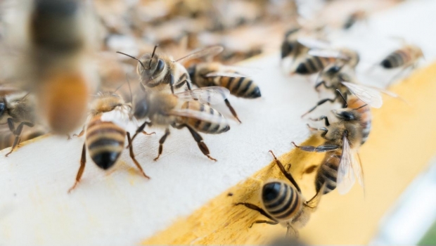 Las abejas Halictidae se alimentan del sudor humano, pero tambiÃ©n les gustan las lÃ¡grimas.