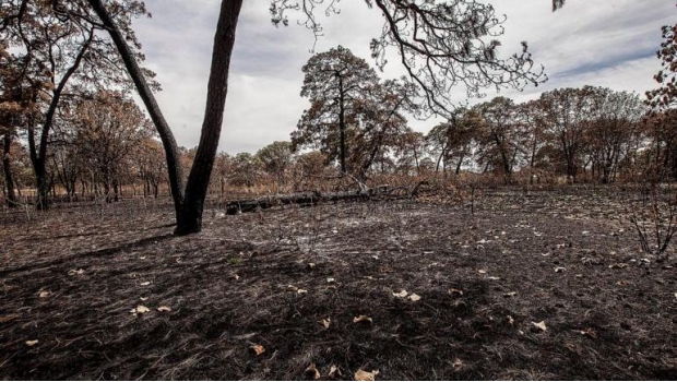 Incendios en Jalisco afectan mil 479 hectáreas. Noticias en tiempo real