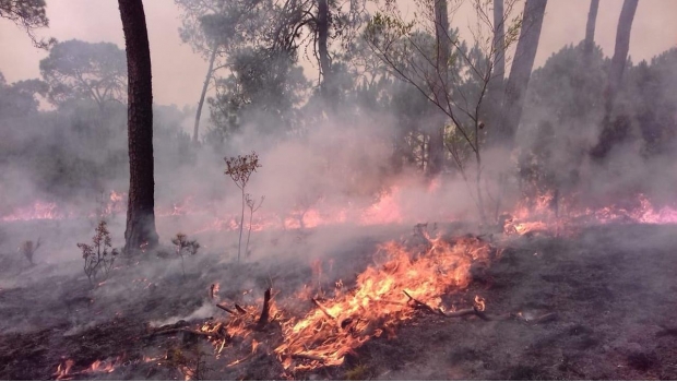 Reportan 10 incendios forestales activos en el Edomex. Noticias en tiempo real