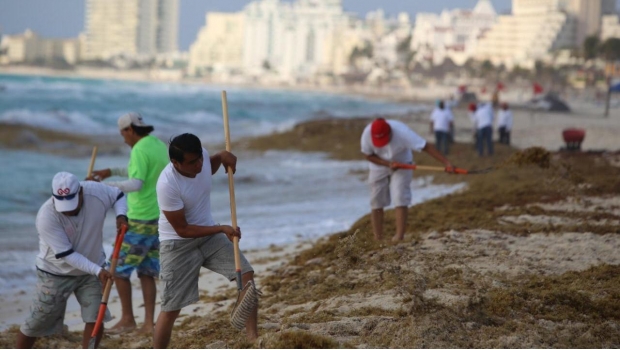 Invitan a limpieza de playas de Cancún. Noticias en tiempo real