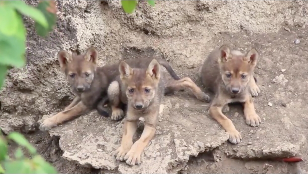 lobo gris mexicano mude Los tres lobeznos de lobo gris mexicano que nacieron en el Museo del Desierto (MUDE) de Coahuila
