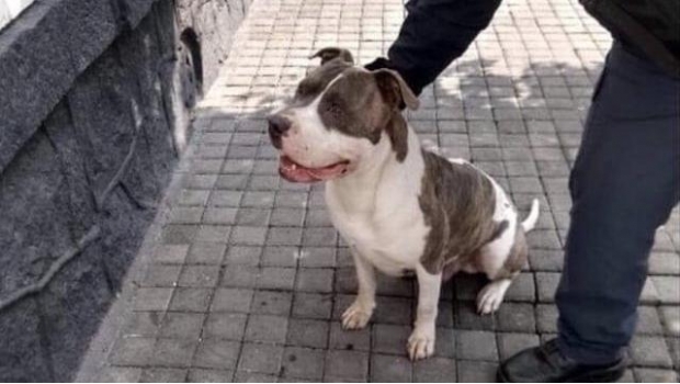 Policía secuestra a perro pitbull; pedía 2 mil 500 pesos para liberarlo. Noticias en tiempo real